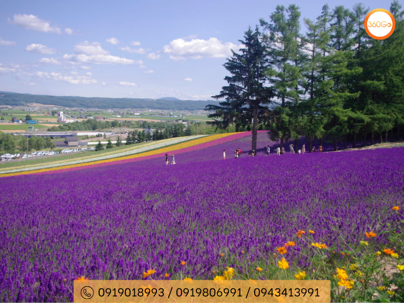 Tấm thảm oải hương khổng lồ tạo nên khung cảnh lãng mạn - Du lịch 360Go